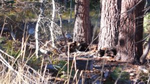 Bears!