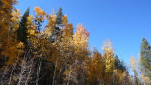 Last colors of fall