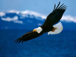 Looking for Bald Eagles