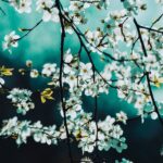 cherry blossoms on tree